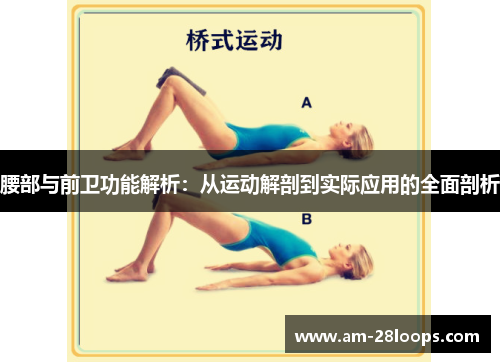 腰部与前卫功能解析:从运动解剖到实际应用的全面剖析 腰部与前卫功能解析:从运动解剖到实际应用的全面剖析